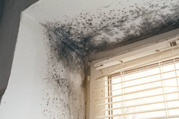 Affordable Black Mold Remediation solutions in Jacksonville, OR